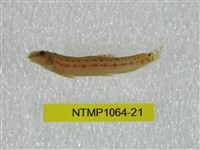 藏品(中華鰍)的圖片